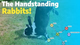 Handstanding Rabbits Walk On 2 Legs [upl. by Shelley]