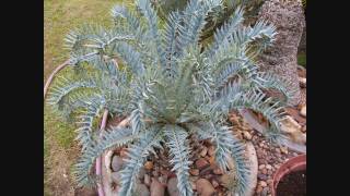 Cycads  Encephalartos in South Africa [upl. by Ninel]