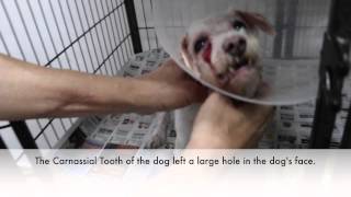 Final Video Carnassial Tooth Abcess in a 13yearold Dog [upl. by Giddings328]