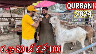 live deal  bakra mandi 2024  lahore bakra mandi 2024  bakra mandi pakistan [upl. by Eraste]