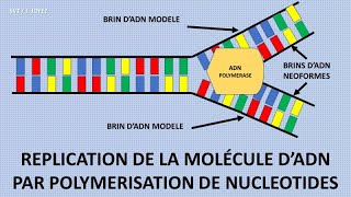 La réplication de lADN [upl. by Aiyot]