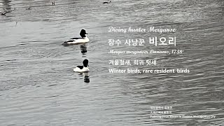 잠수 사냥꾼 비오리 Diving hunter Merganser [upl. by Bandeen]