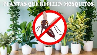 ¡Adiós MOSQUITOS🌿 Top 10 Plantas Infalibles para Repelerlos en Casa [upl. by Terraj]