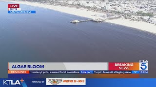 Large algae bloom spotted off Santa Monica Pier [upl. by Dahl481]