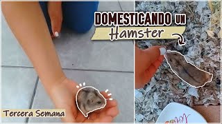 🐹 DOMESTICANDO un HAMSTER RUSO desde cero  Hamster en Casa❤ [upl. by Maximilien]