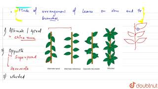 Define phyllotaxy  11  MORPHOLOGY OF FLOWERING PLANTS  BIOLOGY  PRADEEP  Doubtnut [upl. by Lihp]