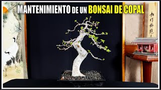 🌳 BONSAI COPAL Bursera Bipinnata  Trasplante Diseño y Poda 4k [upl. by Helena]