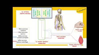 trajet de linflux nerveux sensitif et moteur [upl. by Anyr]