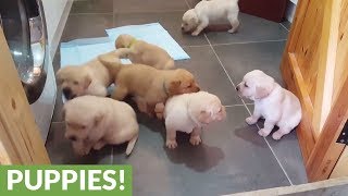 Golden Labrador puppies deliver cuteness overload [upl. by Nainatrad832]