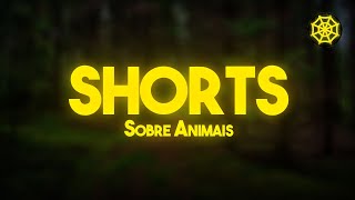 VOCÊ JÁ CONHECIA ESSA ARANHA  SHORTS  SOBRE ANIMAIS [upl. by Tolkan]