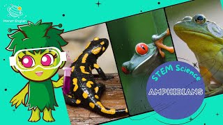 Interesting Amphibians  Science for Kids [upl. by Ahsienet]