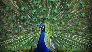 Peacock Dance Display  4K [upl. by Tannie412]