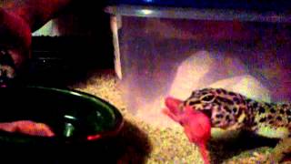 Leopard geckos eating live baby mice [upl. by Ecinerev242]