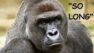 quotSO LONGquot LOST closing theme to Magilla Gorilla Show [upl. by Steffie]