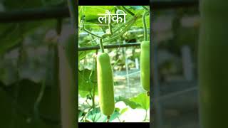 July August Ki Sabiya Rainvehgetables Julyvegetables Vegetables Dhania Lauki farming [upl. by Darline]