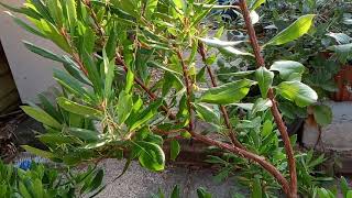 Growing strawberry tree in UK [upl. by Novrej]