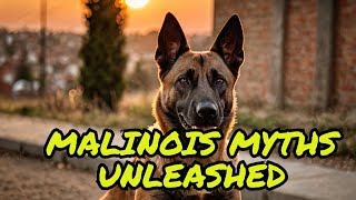 Belgian Malinois Beyond the Hype Guard Dog or Destructive Force  Dog Training [upl. by Larsen]