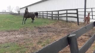 Reedannland  Teaching a foal to follow [upl. by Ineslta]