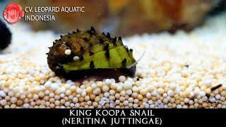 Neritina Juttingae The MAGNIFICENT King Koopa Snail Leopard Aquatic W034A [upl. by Morganica448]