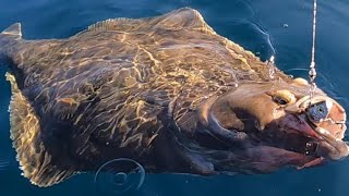 2023 Best Ever Halibut Fishing  Norway  XLyngen  Anglers World [upl. by Asserac]