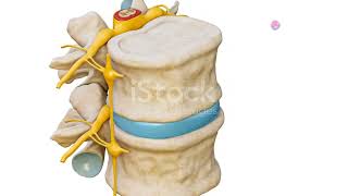 Signal Transmission and Analysis in the Dorsal Column Medial Lemniscus System [upl. by Cori445]