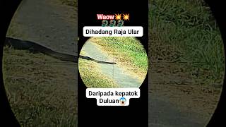 nembak raja ular berbisa 🐍🐍 daripada kepatuk [upl. by Danette]