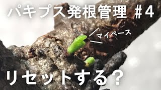 パキプス発根管理20日目 毎日のルーティンを紹介Operculicarya pachypus rooting management [upl. by Huggins553]