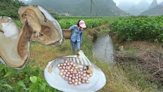 Harvest season for pearl oysters such small shells are full of pearls [upl. by Resarf]