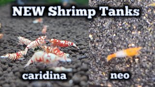 NEW Caridina Shrimp Tank and NEW Neocaridina Shrimp Tank [upl. by Nnylyak]