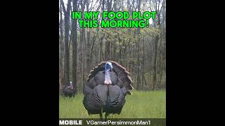 Tennessee Turkey season opens this weekend Follow my channel to see if these birds get blasted [upl. by Arraet]