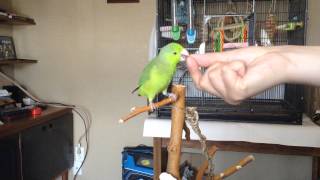 5 Parrot Tricks Javelin the Parrotlet [upl. by Aysa]