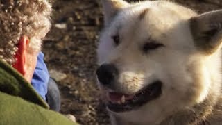 These Dogs Protect Humans from Polar Bears  BBC Earth [upl. by Nywnorb]