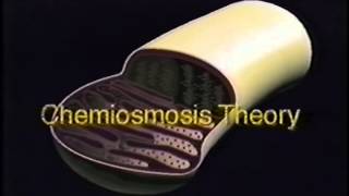 Mitochondria and ATP Synthesis [upl. by Ayikat]