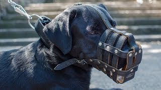 Labrador and other canines in Royal Leather Dog Muzzle [upl. by Yelad741]