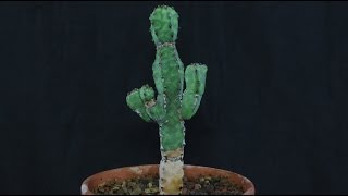 Euphorbia pseudocactus [upl. by Egnalos]