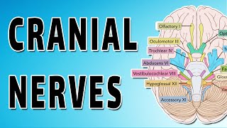 Cranial Nerves Explored [upl. by Halland]