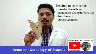 Scapula Osteology I bony features amp attachments l Full Demo l Dr Vibhash Vaidya [upl. by Isnam]