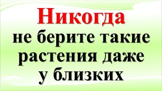 Никогда не берите такие растения даже у близких иначе будете беднеть и болеть [upl. by Dumond]