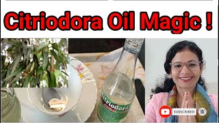 Citriodora oil Magical Benefits on hair and body ll How to use [upl. by Aerdnaz61]