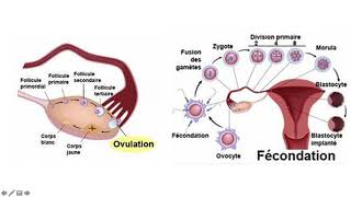 Vidéo 2 sur le chapitre 92 la grossesses des gamètes au foetus [upl. by Sinaj468]