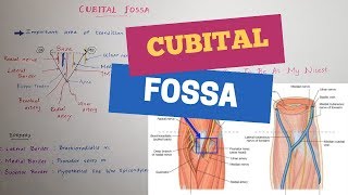 The Cubital Fossa  Elbow Pit  Antecubital Fossa Mnemonics included [upl. by Eniluqcaj305]