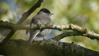 Blackcap Sylvia atricapilla [upl. by Cardie]