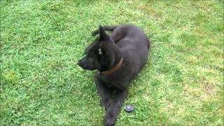 Black German Shepherd Puppy [upl. by Greg]