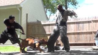 Controlled Pitbull Aggression quotWorlds Most Elite Protection K9squot DDK9 [upl. by Ezequiel]