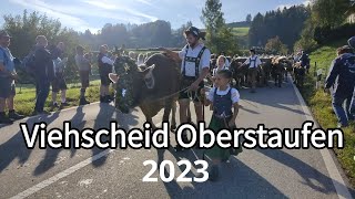 Viehscheid Oberstaufen 2023  Alpabtrieb im Allgäu [upl. by Ettevets]