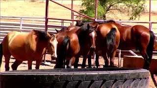 Kansas feed suspected of fatally poisoning dozens of horses at Oklahoma ranch [upl. by Harbot]