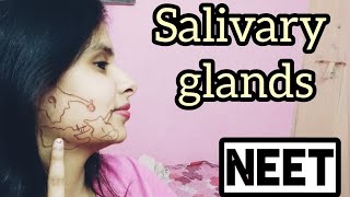 SALIVARY GLANDS  Digestive Glands  In Hindi  NEET preparation  Salivary glands in hindi [upl. by Ameehs]