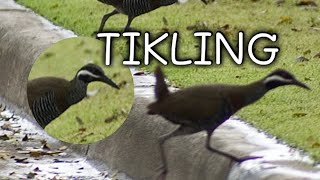 Tikling birds Buff  banded rail [upl. by Phyllis]