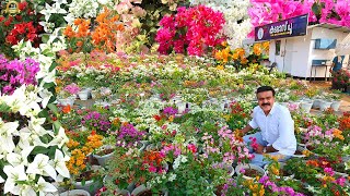 3 ഏക്കറിൽ 100 ലധികം ഹൈബ്രിഡ് Bougainvillea കൾ മാത്രം  bougainvillea [upl. by Elehcin243]