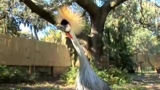 A Diva of the bird world The Crowned Crane [upl. by Ransom]